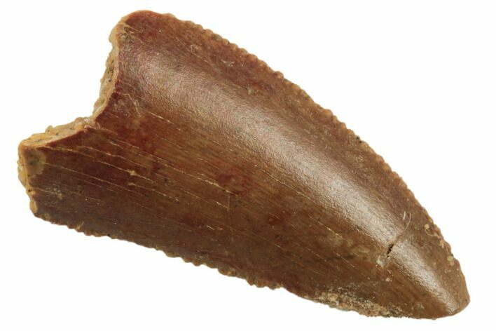 Serrated, Raptor Tooth - Real Dinosaur Tooth #196481